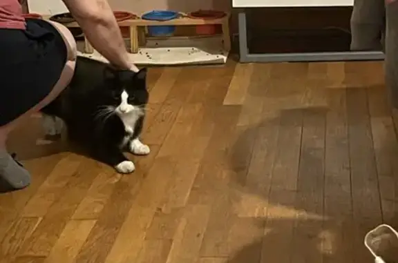 Chat trouvé Figeac, photo: Chatte noire et blanche câline trouvée à Figeac