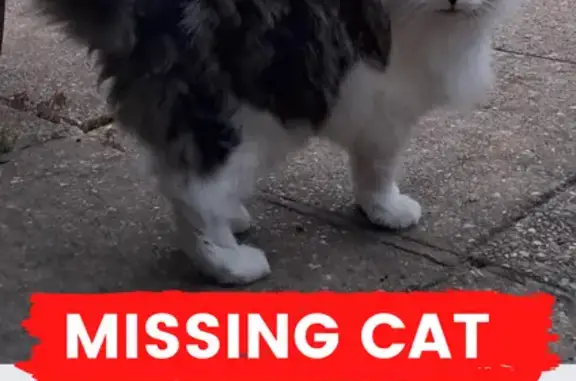 Missing Male Cat: White & Tabby, RAF Honington