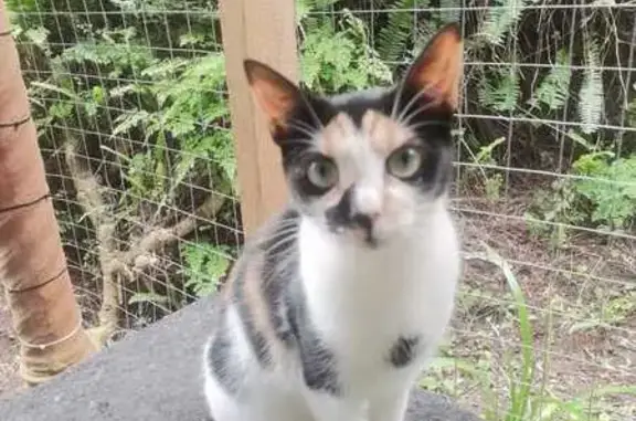 Missing Calico Cat: Edward Rd, Hillcrest