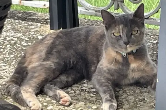 Chat perdu, Ambérieu-en-Bugey, photo: Chatte écaille de tortue perdue à Ambérieu