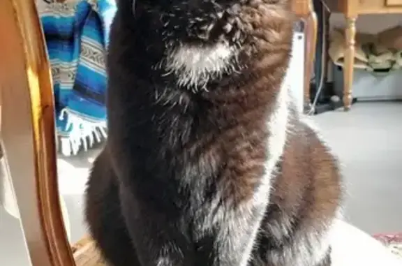 Chat perdu, , photo: Jeune chatte noire disparue en Occitanie