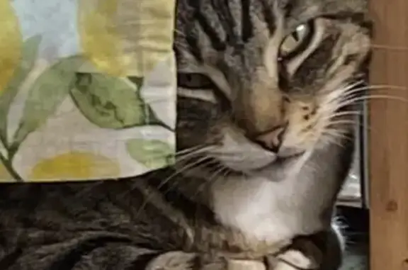 Lost Bobtail Manx Cat - East Main St, Collinsville