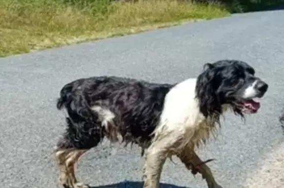 Chien de chasse trouvé à La Croix-Saint-Ouen - photo