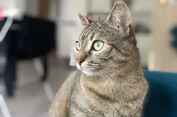 Chat perdu, Limoges, photo: Petite chatte craintive perdue à Limoges