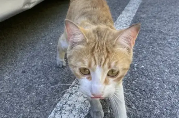 Animaux trouvés Aix-en-Provence, photo: Petit chat blanc et roux trouvé à Aix-en-Provence