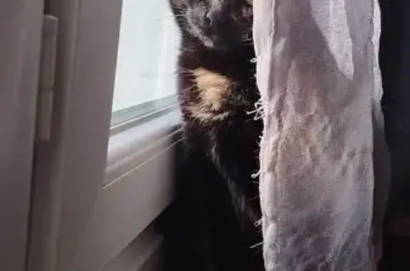 Chat perdu, Le Breil-sur-Mérize, photo: Chatte écaille de tortue disparue à Le Breil