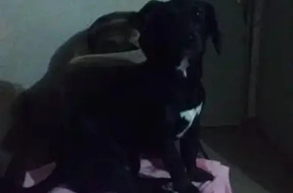 Perro Perdido: Lili, Negra con Mancha Blanca