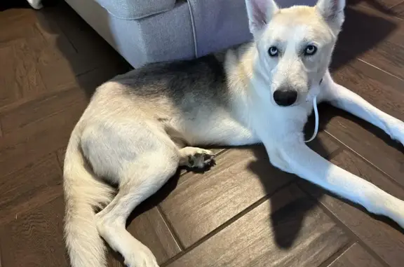 Found: Male Shepherd Husky Mix in Bryant, AR