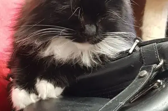 Chat perdu : Femelle kurilian bobtail à Amiens - photo