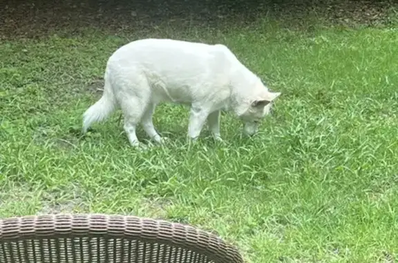 Found Husky: White, Blue Eyes - Old Sunbeam Rd