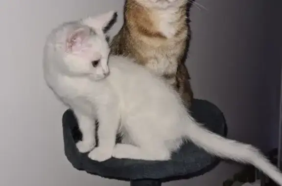 Chat perdu, Berteaucourt-les-Dames, photo: Chatte tigrée tricolore disparue à Berteaucourt