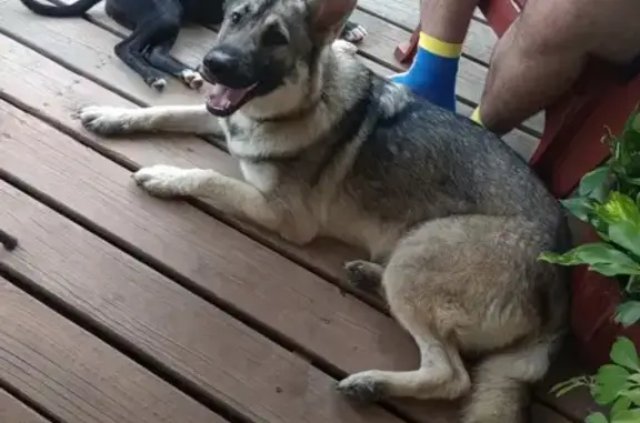 Lost German Shepherd - Silver, Blue Collar, Camden