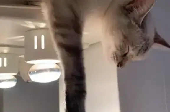 Chat perdu, Épinal, photo: Chat siamois 4 ans perdu à Épinal