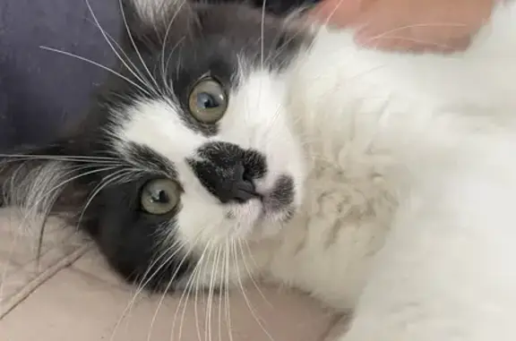 Chaton femelle noir et blanc trouvé Rue du Stade - photo