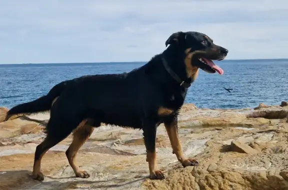 ¡Ayuda! Simba Beauceron Un-Ojo Perdido A-7