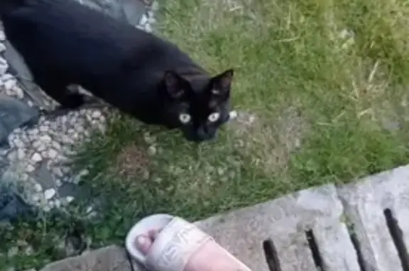 Chatte noire aux yeux verts trouvée à Saint-Gilles - photo