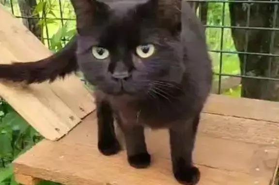 Animaux perdus , photo: Minette noire sociable disparue à Avoudrey
