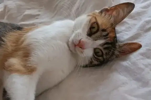 Animaux trouvés Roquecourbe, photo: Chat errant trouvé à Roquecourbe