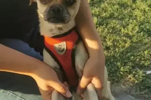 Perro Perdido: Chihuahua-Pug Blanco Miel en Ciudad Apodaca