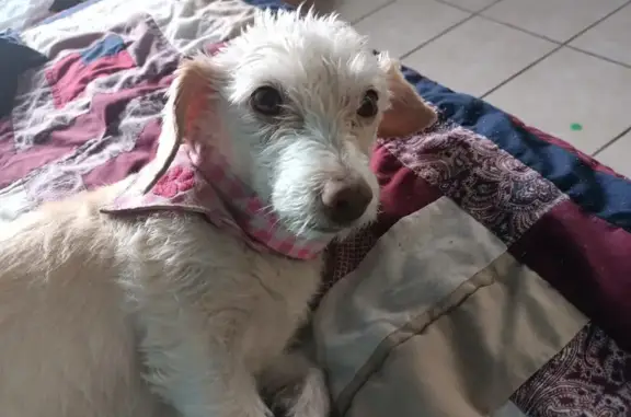 Perro Perdido: Lola, Hembra Blanca con Pañuelo Rosa