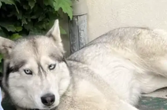 Chien perdu Stains, photo : Husky femelle disparue à Stains, yeux bleus