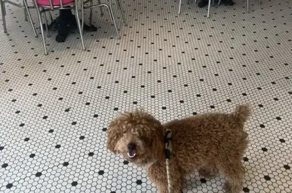 Missing Cockapoo Bubbles - Golden Fur, Hicksville