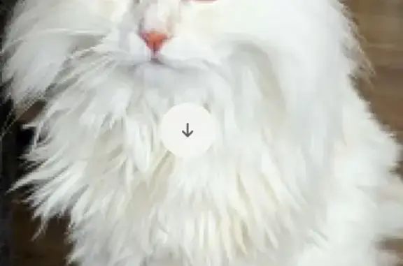 Lost White Fluffy Cat, £200 Reward - Crescent Gardens