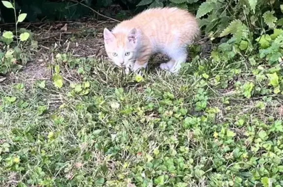 Chaton trouvé Rue Condorcet, Méricourt - photo