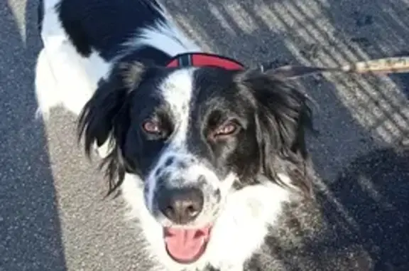 Chienne Springer Anglais trouvée à Ploërmel - photo