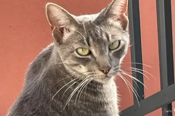 Animaux perdus Chambéry, photo: Chat tigré gris perdu à Chambéry