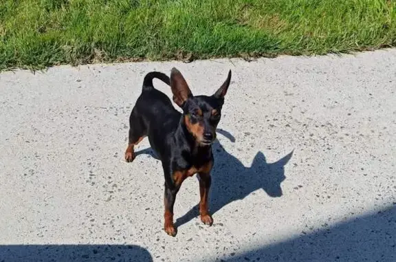 Animaux perdus , photo: Chien Pinscher Nain noir feu perdu à Bruc