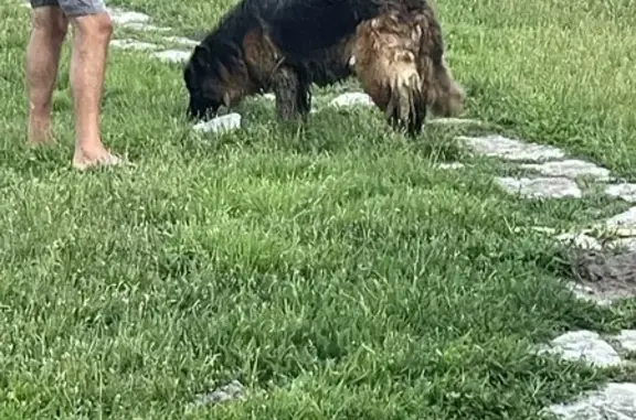 Gros chien marron et noir trouvé à Montrieux - photo