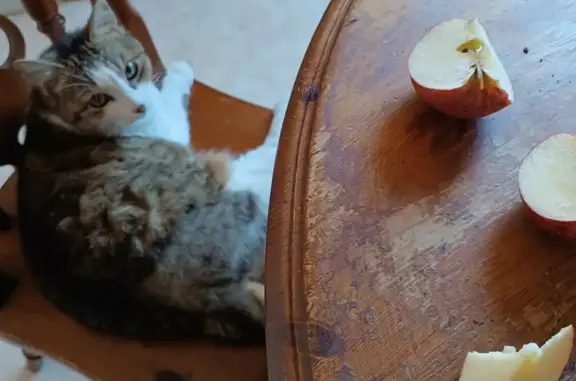 Chatte tigrée blanche 6 ans disparue à Lons - photo