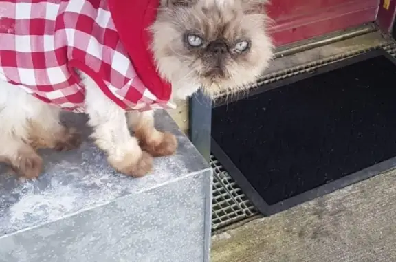 Chat perdu à Saint-Nazaire, 14 ans, pucé - photo