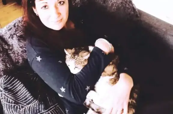 Animaux perdus Lons-le-Saunier, photo: Chatte tigrée blanche perdue à Lons-le-Saunier