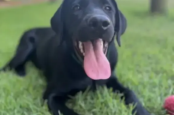 Missing Black Lab Puppy in Brighton, TN