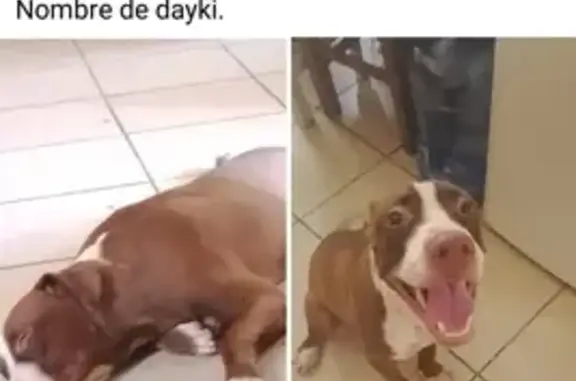 ¡Perro Pitbull Café Perdido en Cancún!