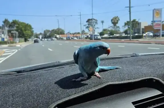 Lost Blue Indian Ringneck Parrot - Gold Coast