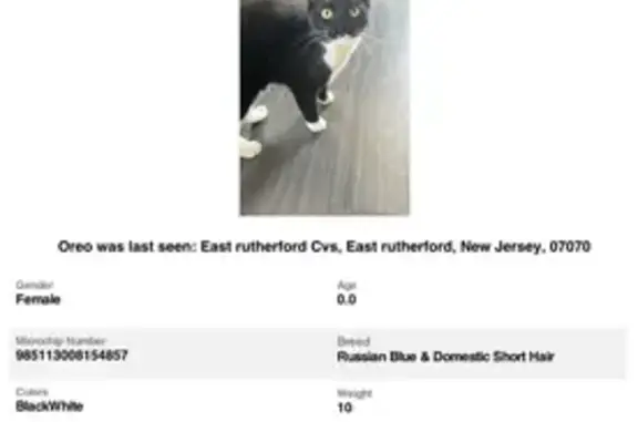 Missing Black & White Cat in East Rutherford