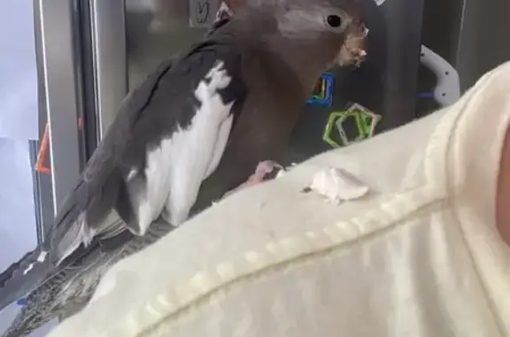 Lost Friendly 8-Month Cockatiel in Gold Coast