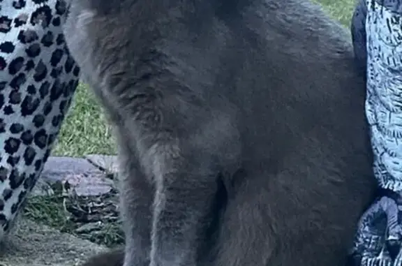 Missing Grey Cat, 12, Gold Coast, No Collar