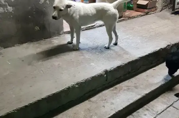 Perrita Encontrada en Tlaquepaque: ¡Ayuda!