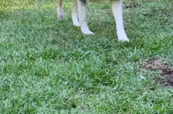 Lost Husky: Blue-Eyed, Microchipped in Shallotte