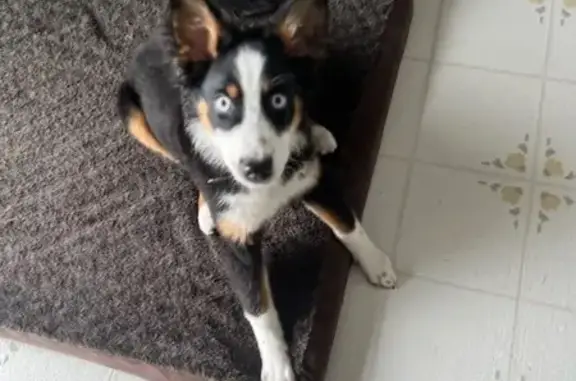 Missing 7-Month Black Tri Aussie in Columbia, PA