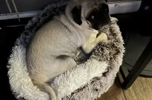 Lost Beige Male Pug - Old Humble Rd, TX