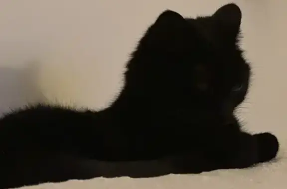 Chat Rio retrouvé Rue Philippe Lebon, 17 - photo