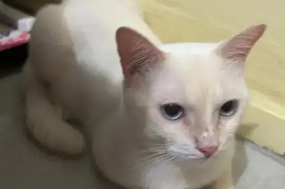 Missing Flame Point Cat in Toa Payoh