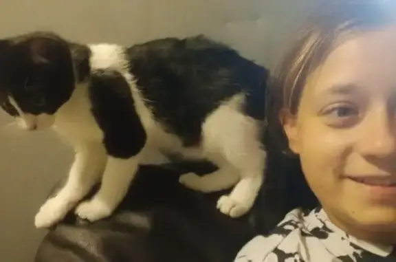 Lost Black & White Kitten, 8 Months, Stirling