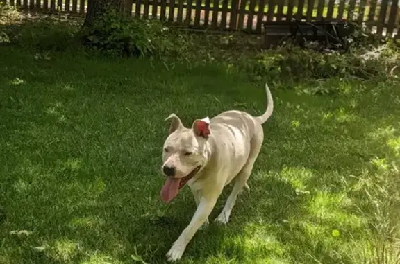 Missing Chunky White Pitbull in Denver