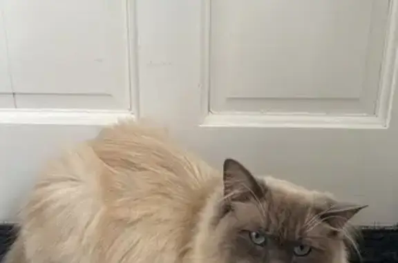 Missing Friendly Ragdoll Cat in Harlow CM17